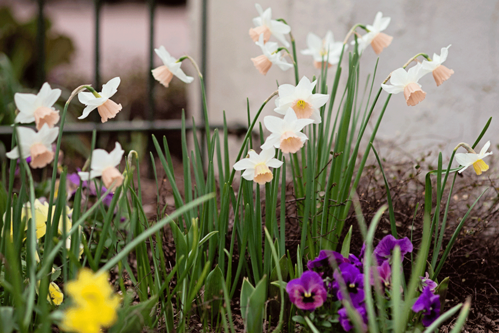 White daffodils with pale yellow centers grow among green leaves, purple pansies, and yellow flowers in a garden, with a blurred fence and wall in the background.