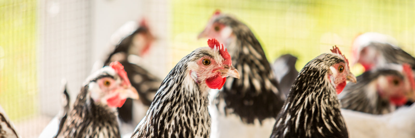 Several black and white chickens with red combs stand together in a well-lit, fenced enclosure, looking in various directions. The background is slightly blurred, emphasizing the birds in the foreground.