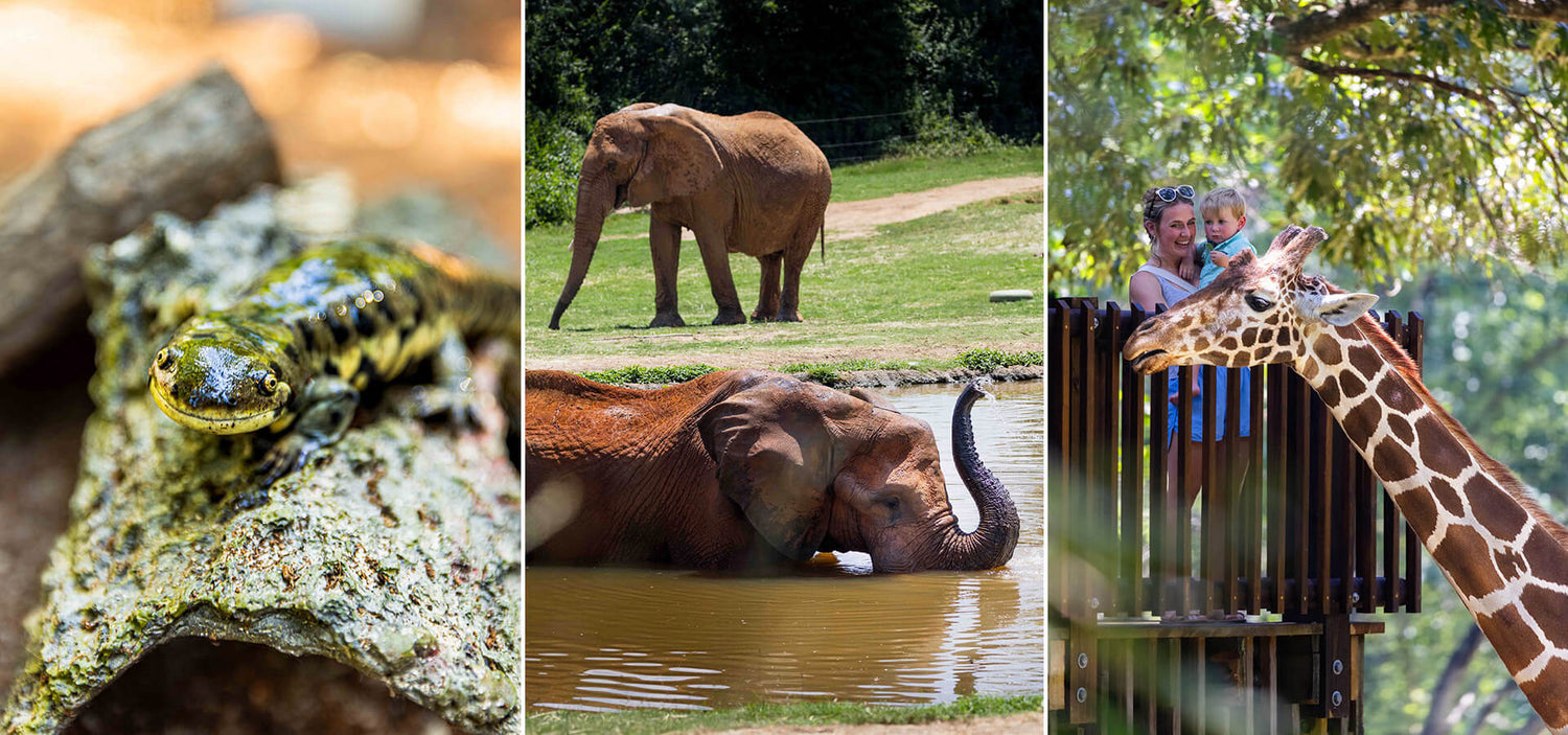 A triptych image: Left, a close-up of a spotted salamander on a rock; center, two elephants, one drinking from a pond; right, a giraffe near a viewing platform with two people looking on.