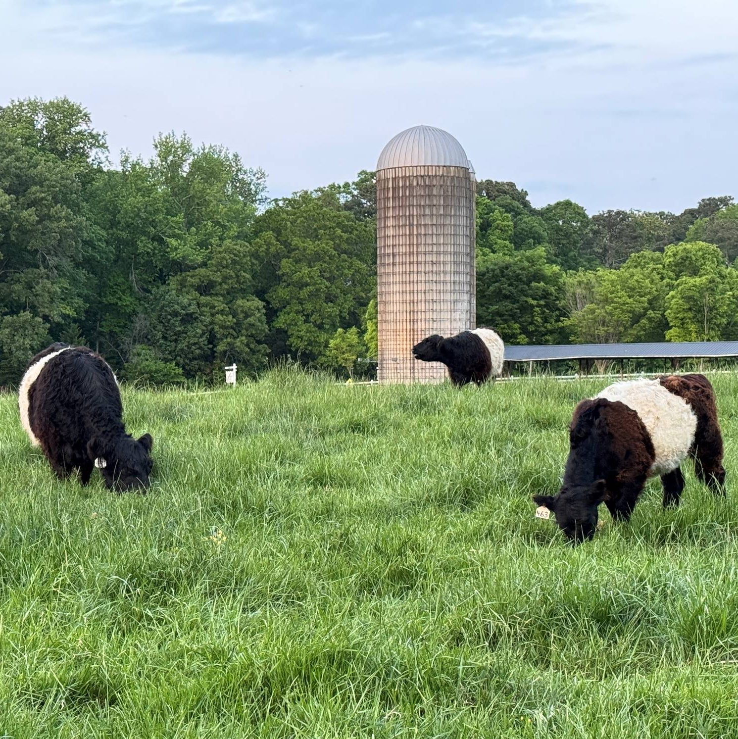 Three black and white Belted Galloway cows graze in a lush green pasture, with a tall silo and dense trees in the background under a partly cloudy sky.