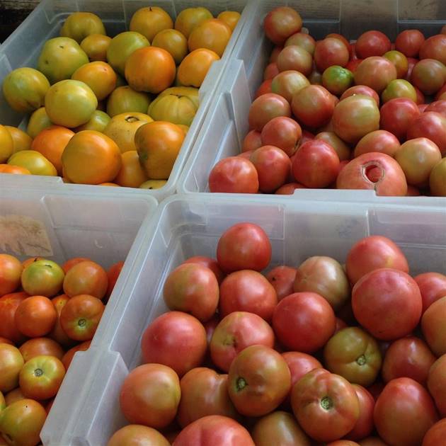 Four large plastic bins filled with tomatoes, varying in color from yellowish-green to pink and red, showing different stages of ripeness. The bins are arranged in a grid pattern.