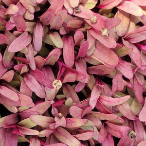 A dense cluster of pink and purple maple tree seeds, also known as samaras or "helicopters," closely packed together, creating a textured and colorful natural pattern.