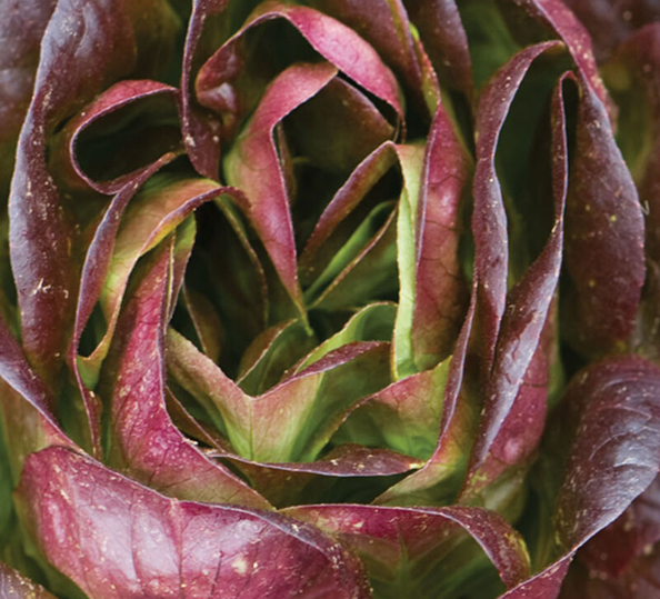Close-up of a head of radicchio, showing tightly packed, deep purple-red leaves with green highlights and prominent veins.