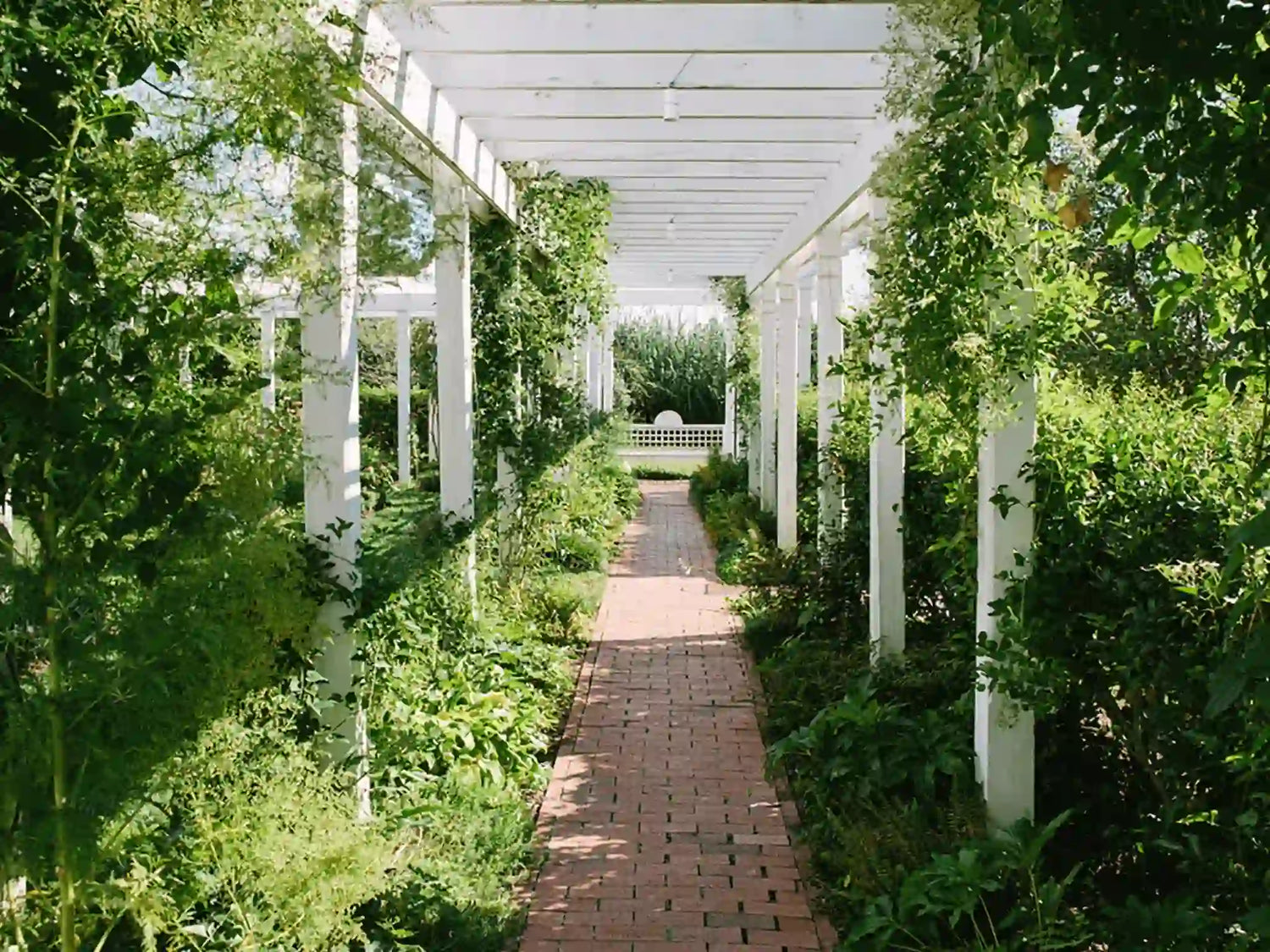 A brick pathway runs through a garden pergola with white columns and lush green vines, leading to a white picket fence in the distance under bright natural light.
