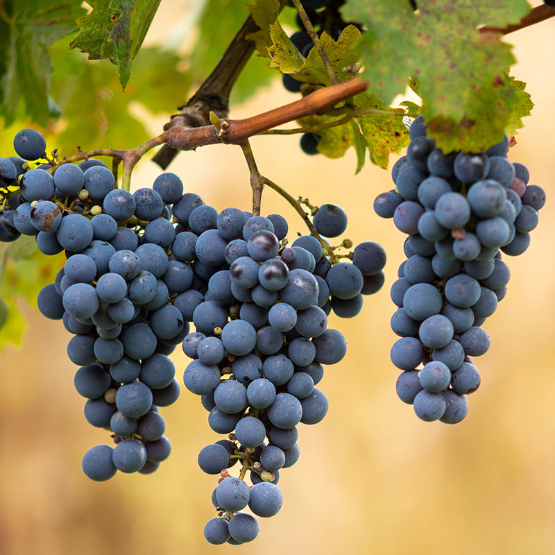 Clusters of dark purple grapes hanging from a vine, surrounded by green leaves. The background is blurred, highlighting the grapes in the foreground.
