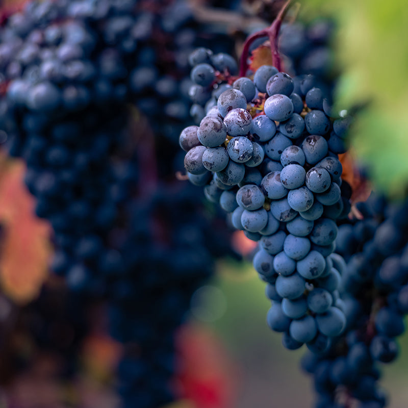 Close-up of a bunch of dark purple grapes hanging on a vine, with blurred grape clusters and green leaves in the background.