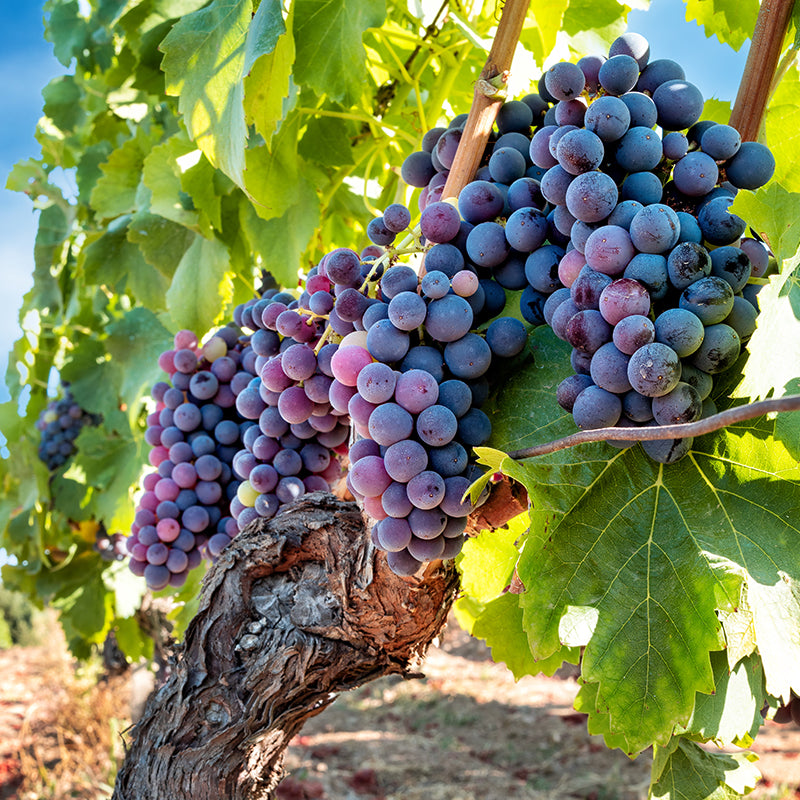 Grapes growing in clusters on a vine, surrounded by green leaves, in a sunny vineyard. The grapes are purplish-blue and the vine’s woody stem is visible.