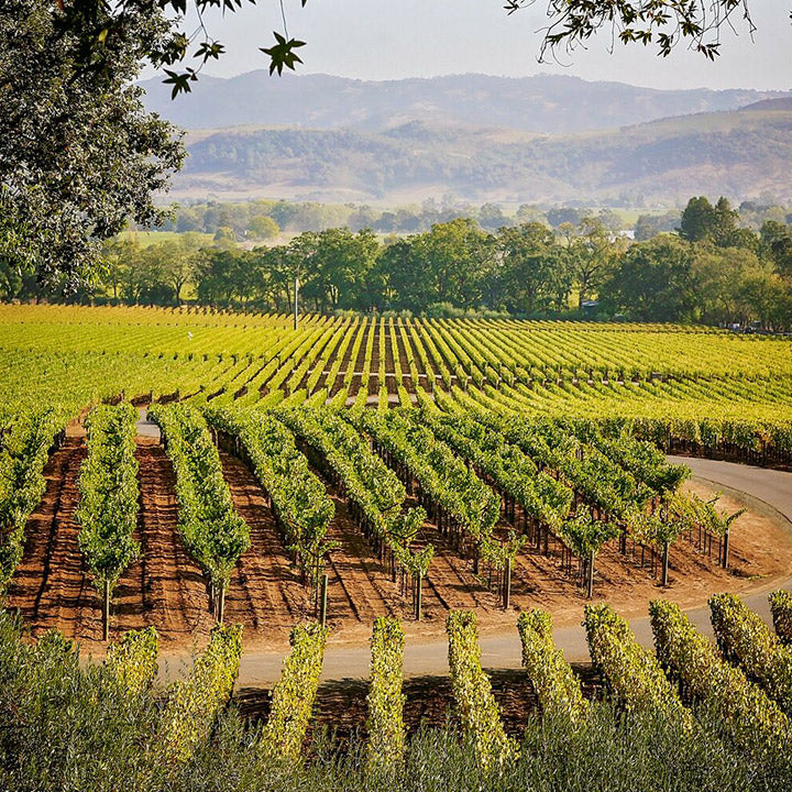 FEARRINGTON VILLAGE hosts the Staglin Family Vineyard Wine Dinner Fundraiser in Memory of Kevin Collins on August 14, 2025—a special evening celebrating mental health and wellness amid picturesque vineyard scenery.