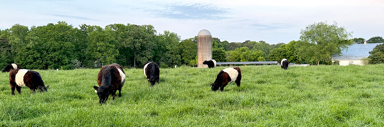 Several black and white Belted Galloway cows graze on a lush green field with trees, a silo, and a barn in the background under a partly cloudy sky.