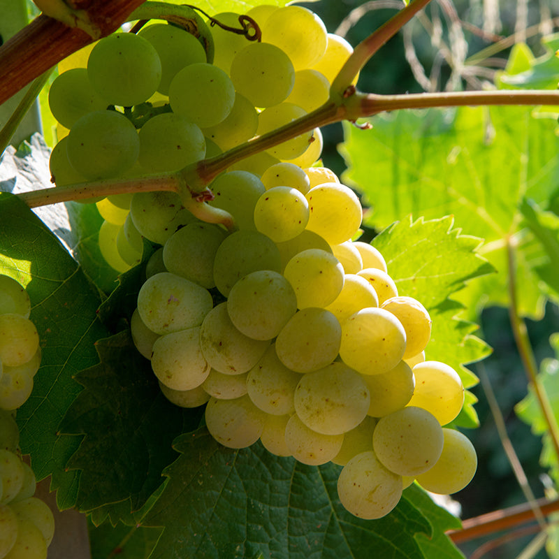 A close-up of a cluster of green grapes hanging on a vine with sunlight shining through the leaves in the background.