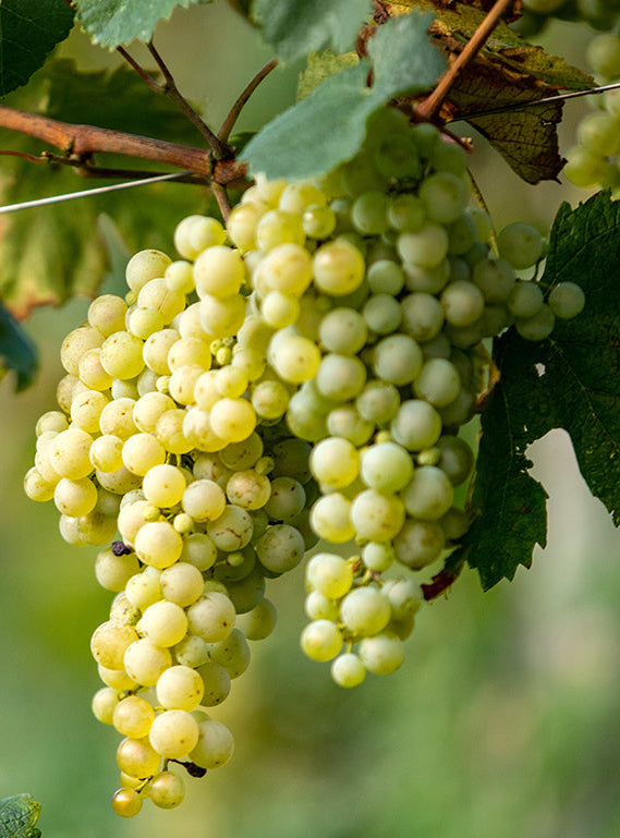 Close-up of two bunches of green grapes hanging from a vine, surrounded by green leaves. The grapes are clustered tightly and appear ripe, with a soft, natural light highlighting their round shape.