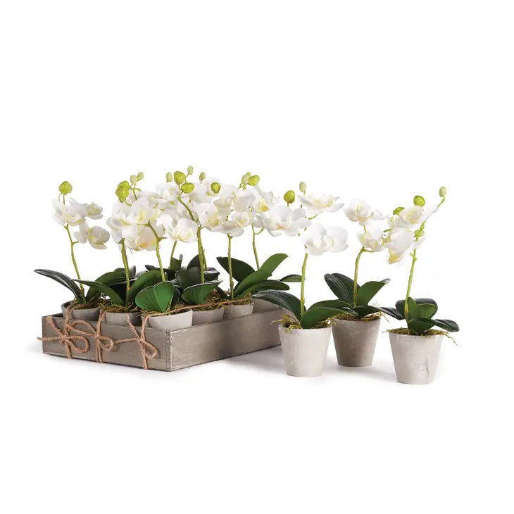 The NAPA HOME AND GARDEN - MINI POTTED PHALAENOPSIS orchids in small pots are set in a rustic wooden tray with rope accents. Three similar potted orchids accompany the tray on a white background, making them ideal hostess gifts.
