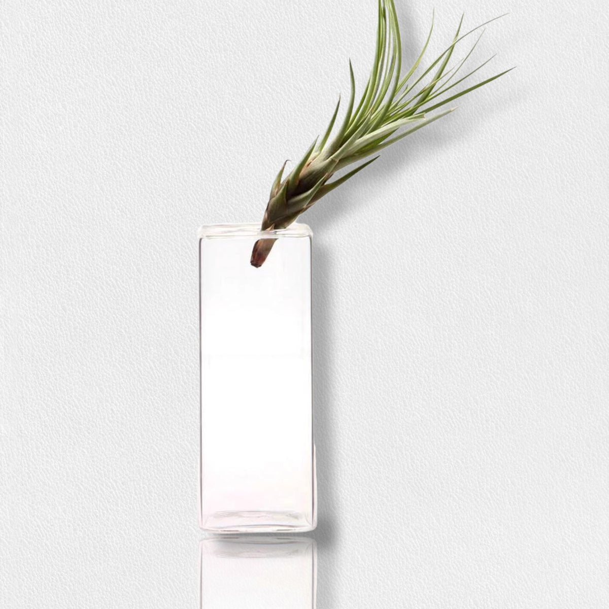 The FEARRINGTON SIGNATURE COLLECTION - LARGE CUBE VASE by CHIVE holds a single air plant, showcasing its long, spiky green leaves that lean out at an angle. This minimalist and modern arrangement stands out beautifully against a plain, light-colored background. Ideal for adding a touch of elegance to your décor with modern timeless vases blending simplicity and style.