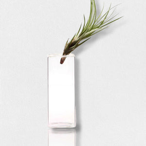 The FEARRINGTON SIGNATURE COLLECTION - LARGE CUBE VASE by CHIVE holds a single air plant, showcasing its long, spiky green leaves that lean out at an angle. This minimalist and modern arrangement stands out beautifully against a plain, light-colored background. Ideal for adding a touch of elegance to your décor with modern timeless vases blending simplicity and style.