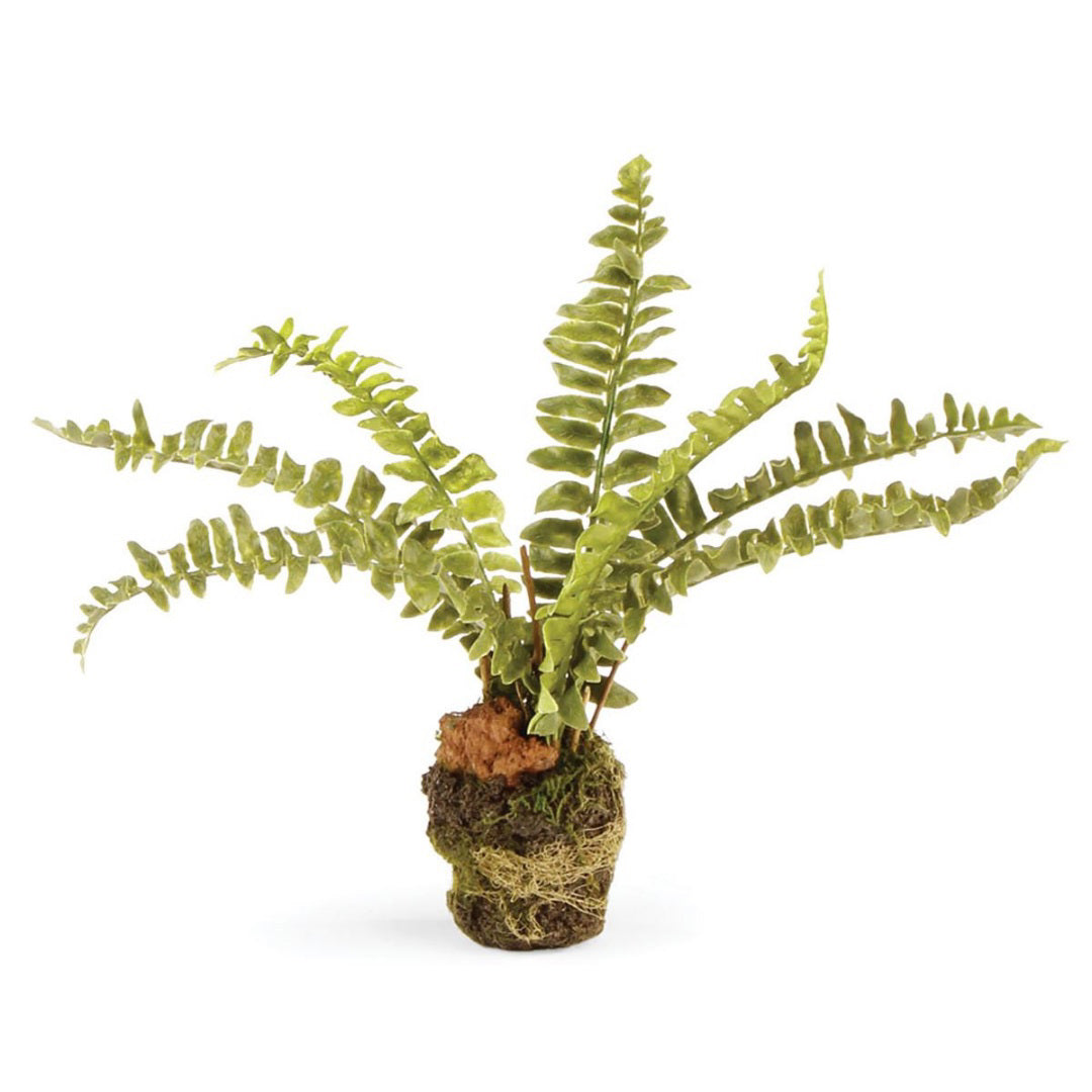 The NAPA HOME AND GARDEN - DROP IN FERN BOSTON 7.5" features long, slender green leaves with a naturalistic texture, wavy foliage, and moss wrapping. These handpicked ferns add a vibrant touch of nature's elegance to your space.
