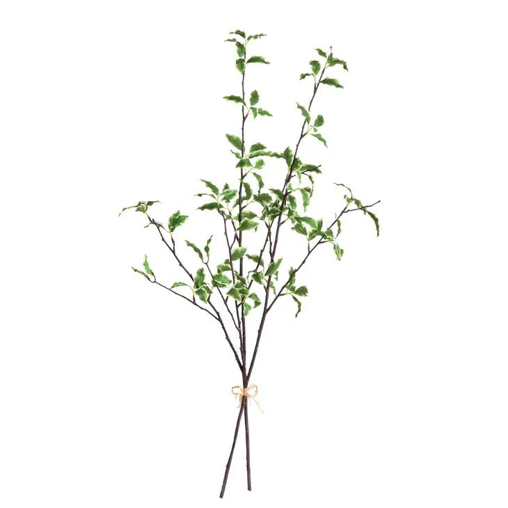 The NAPA HOME AND GARDEN - VARIEGATED LEAF BRANCHES BUNDLE OF 2 features delicate branches with variegated green leaves, perfect for floral displays or decorative use.