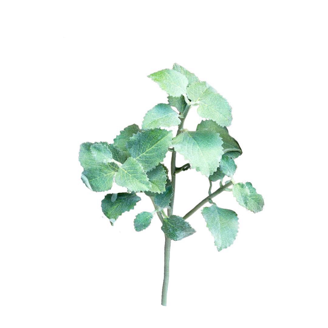 The PARK HILL COLLECTION's STEM CRAFTED SPEARMINT features a vibrant display of broad, textured leaves attached to a spearmint stem. Set against a plain white background, the plant's realistic details and lush foliage are prominently showcased.