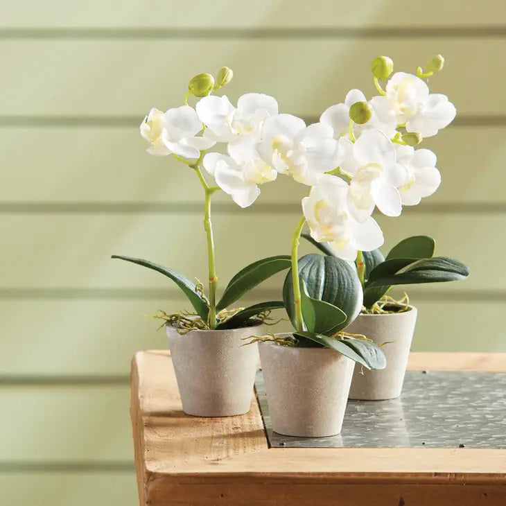 The NAPA HOME AND GARDEN - MINI POTTED PHALAENOPSIS orchids in small pots are set in a rustic wooden tray with rope accents. Three similar potted orchids accompany the tray on a white background, making them ideal hostess gifts.