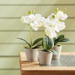 The NAPA HOME AND GARDEN - MINI POTTED PHALAENOPSIS orchids in small pots are set in a rustic wooden tray with rope accents. Three similar potted orchids accompany the tray on a white background, making them ideal hostess gifts.