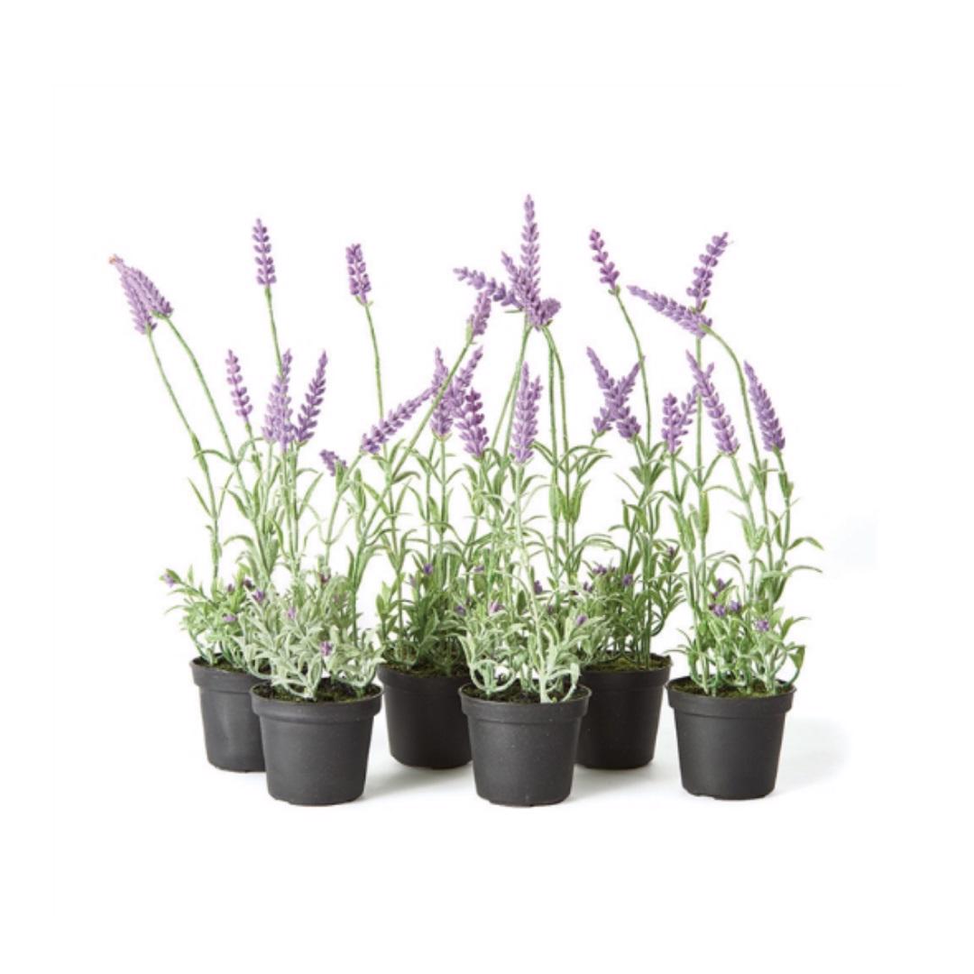 The DROP IN FRENCH LAVENDER 13 from NAPA HOME AND GARDEN includes six lifelike plants in small black pots, showcasing lavender with green stems, leaves, and vibrant purple flowers. Arranged in two rows on a white background, these realistic herbs bring beauty to your space without the need for any maintenance.