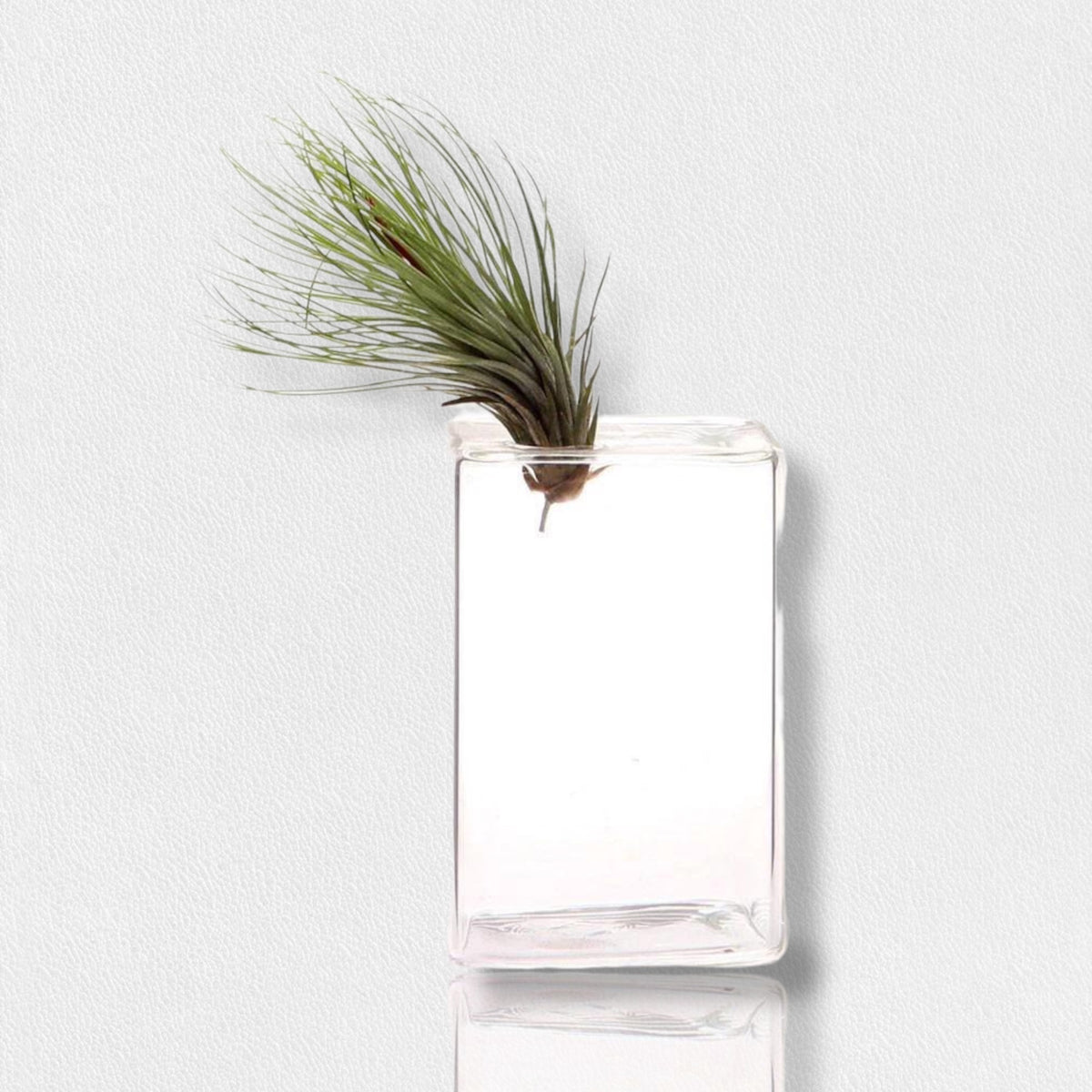 A minimalist glass vase from the FEARRINGTON SIGNATURE COLLECTION by CHIVE contains a single air plant with green leaves, set against a plain white background. The sleek, medium cube vase features clean lines, and the air plant’s delicate, spiky leaves extend from its opening, making it perfect table decor.
