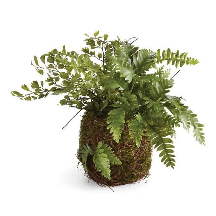 The NAPA HOME AND GARDEN - RUSTIC MIXED FERN DROP IN features lush, arching fronds in a decorative moss ball, providing realistic green accents and a rustic touch ideal for interiors against a white backdrop.