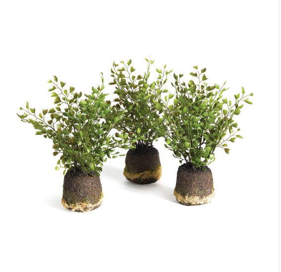 Three NAPA HOME AND GARDEN MAIDENHAIR DROP IN small potted plants with green leaves and crafted root balls are set against a plain white background, their roots encased in a soil and moss mix for realistic drop-ins.