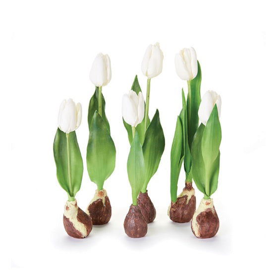 The NAPA HOME AND GARDEN - LARGE STANDING TULIP BULBS feature white tulips with green leaves emerging from brown bulbs, their realistic details beautifully highlighted against a white background.