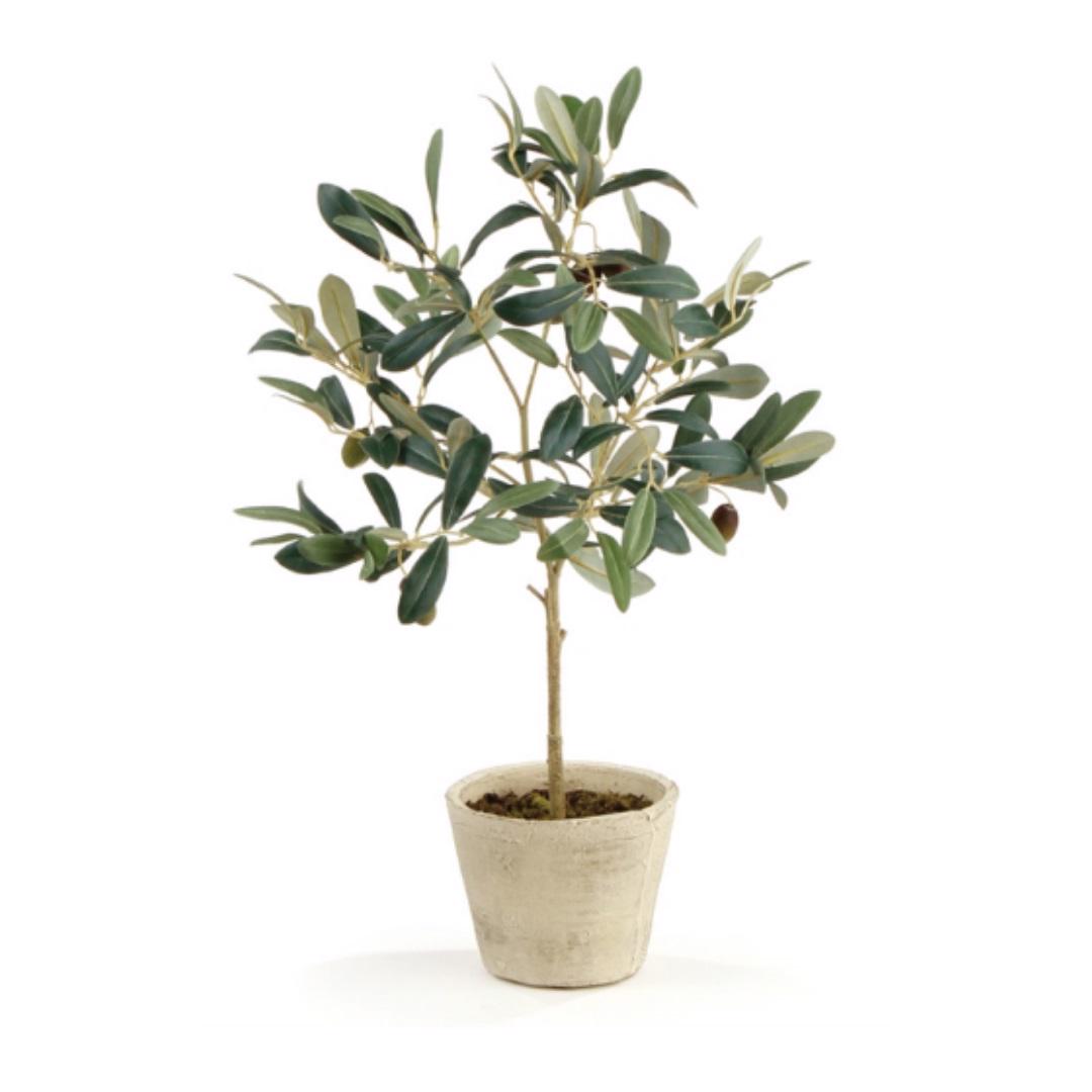 The NAPA HOME AND GARDEN POTTED OLIVE TREE FRUIT 19.5 adds natural elegance effortlessly with its realistic green leaves and olives in a light pot, set against a white background. This no-maintenance plant is perfect for any space and available for convenient in-store pickup.