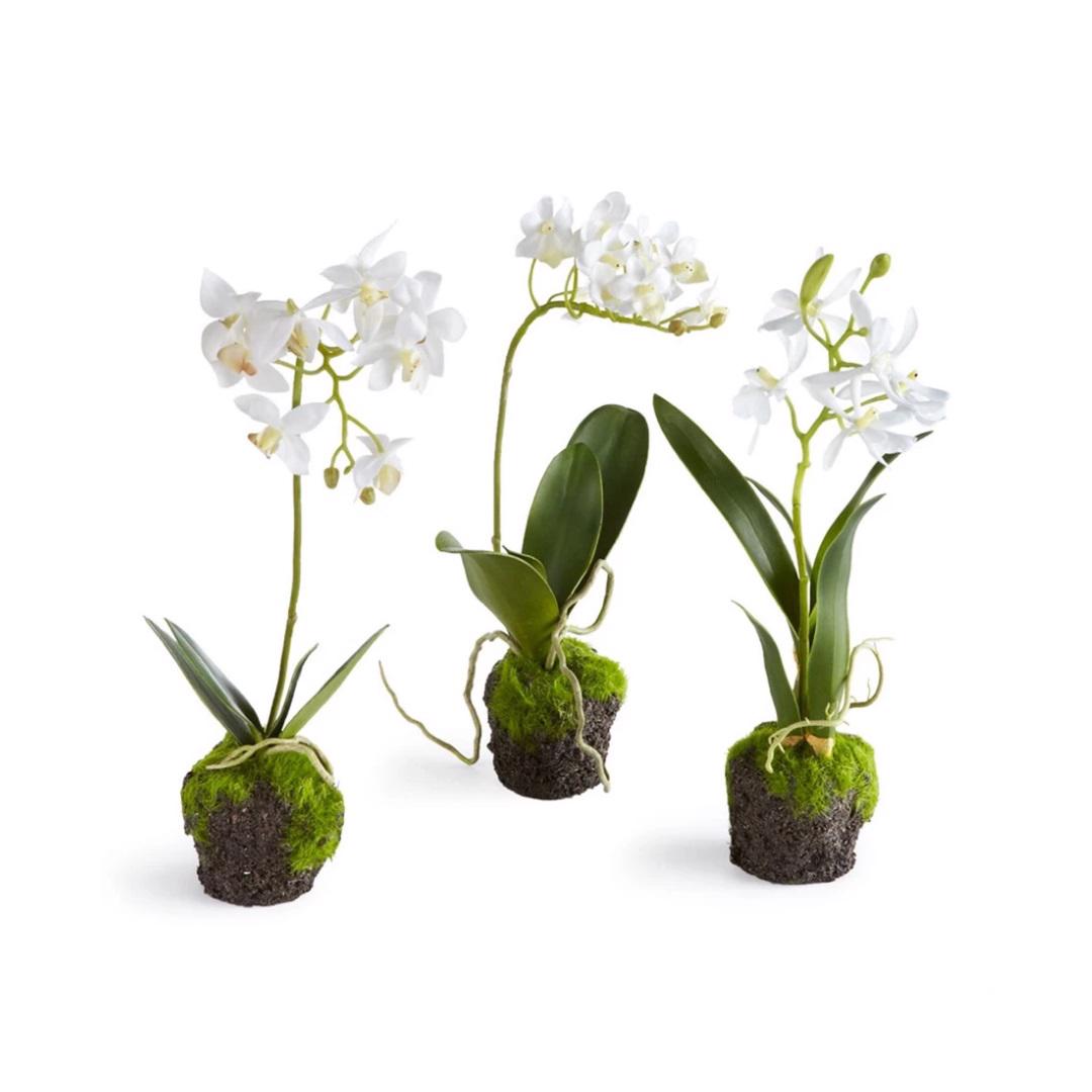 The NAPA HOME AND GARDEN Drop In Dendrobium Orchid features three realistic white orchids with green leaves and exposed roots, forming a root ball wrapped in lush moss and soil for a natural, maintenance-free display.