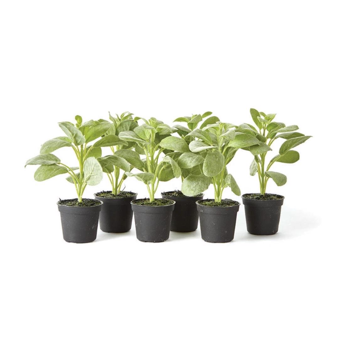 Six MINI DROP IN SAGE plants by NAPA HOME AND GARDEN, featuring lush green leaves in mini growers pots, are arranged in a staggered formation against a plain white background. These maintenance-free, realistic herbs add a touch of nature without the hassle.