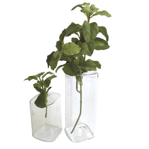 A minimalist glass vase from the FEARRINGTON SIGNATURE COLLECTION by CHIVE contains a single air plant with green leaves, set against a plain white background. The sleek, medium cube vase features clean lines, and the air plant’s delicate, spiky leaves extend from its opening, making it perfect table decor.