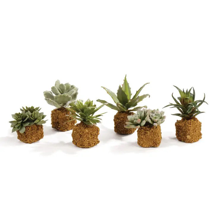 The NAPA HOME AND GARDEN - DROP IN SUCCULENT features six mini succulents with unique leaves, each set in a round, natural-textured base for a realistic look requiring no maintenance. The arrangement is displayed on a plain, white background.