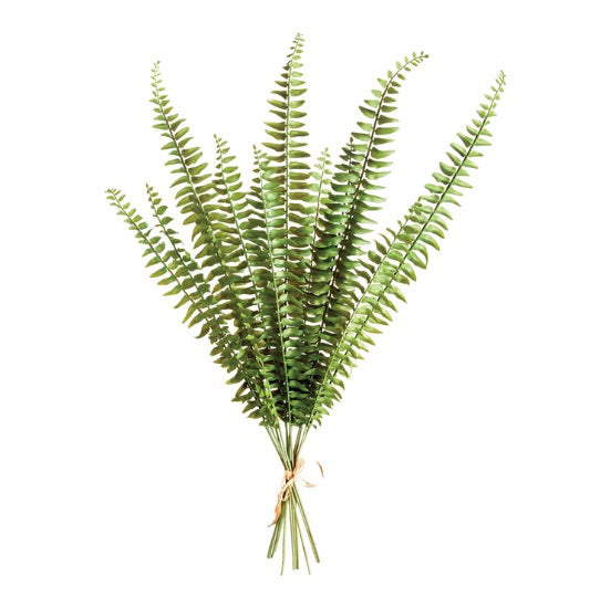 The NAPA HOME AND GARDEN - BOSTON FERN BUNDLE features lush green leaves tied with twine, highlighting intricate details against a white background.