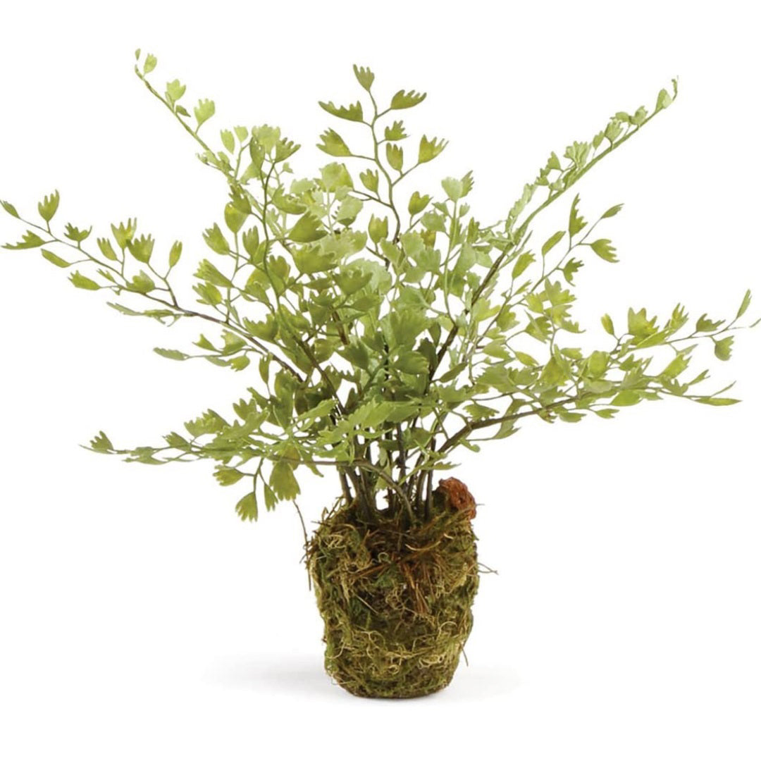 The NAPA HOME AND GARDEN - DROP IN MAIDENHAIR FERN features delicate, realistic greenery against a white backdrop. Ideal for interiors, it's set in a moss-wrapped base for a natural look.