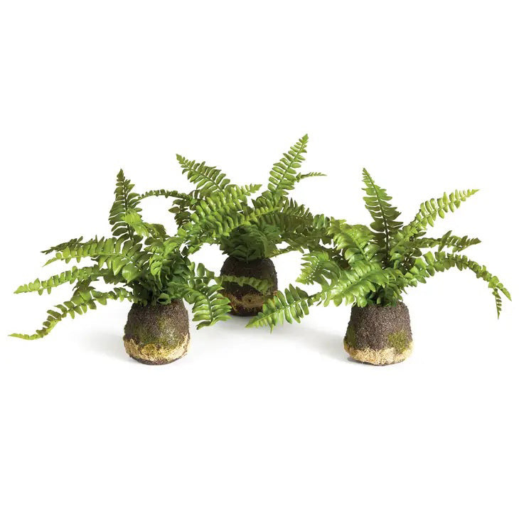 The image features three BOSTON FERN DROP IN plants by NAPA HOME AND GARDEN, each nestled in small, round pots with earthy textures on the surface. Carefully crafted, these ferns boast vibrant, long, and delicate fronds that spread out gracefully in different directions. The white background enhances the contrast of the realistic green foliage.