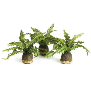 The image features three BOSTON FERN DROP IN plants by NAPA HOME AND GARDEN, each nestled in small, round pots with earthy textures on the surface. Carefully crafted, these ferns boast vibrant, long, and delicate fronds that spread out gracefully in different directions. The white background enhances the contrast of the realistic green foliage.