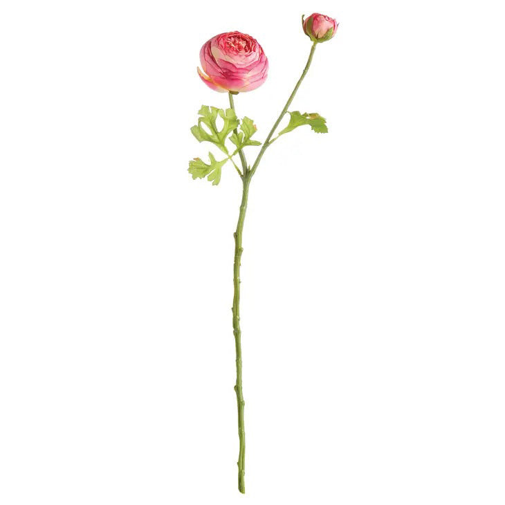 Pick up a delicate garden variety pink ranunculus stem by NAPA HOME AND GARDEN, featuring a fully bloomed blossom and small bud, with green leaves on a white background. Perfect for in-store pickup.