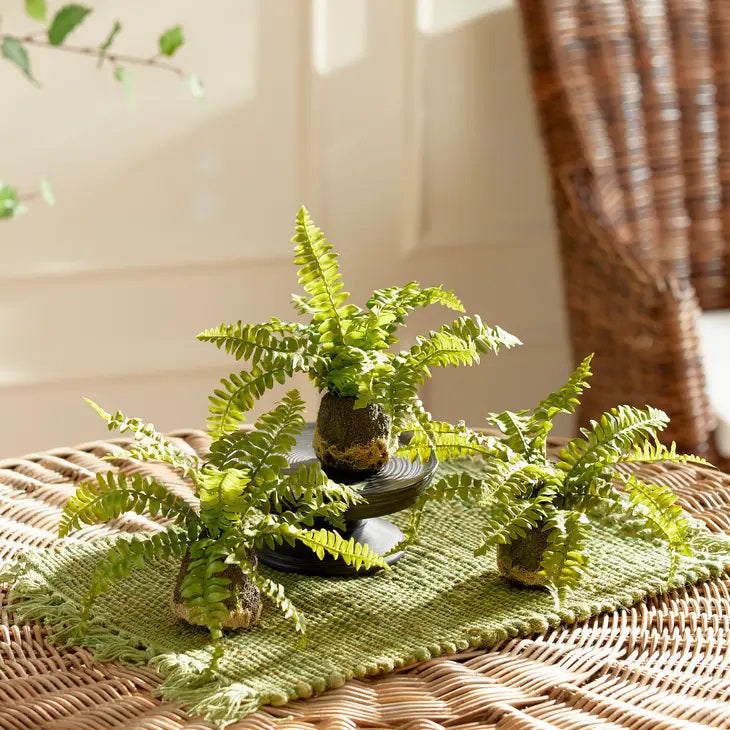 The image features three BOSTON FERN DROP IN plants by NAPA HOME AND GARDEN, each nestled in small, round pots with earthy textures on the surface. Carefully crafted, these ferns boast vibrant, long, and delicate fronds that spread out gracefully in different directions. The white background enhances the contrast of the realistic green foliage.