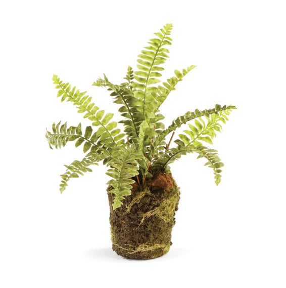 The NAPA HOME AND GARDEN DROP IN BOSTON FERN features realistic small green feathery leaves with a root ball in a soil and moss clump, isolated on a white background.