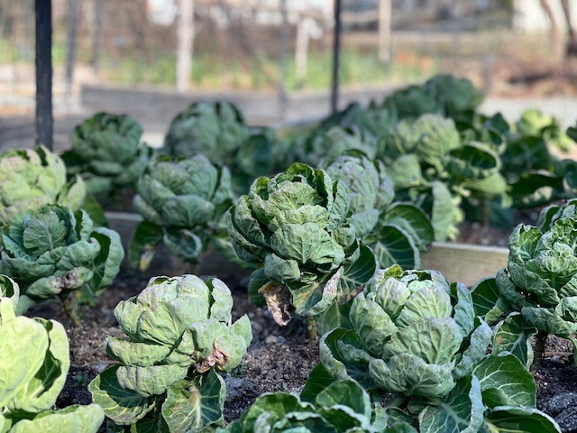 brussles sprouts in the culinary garden