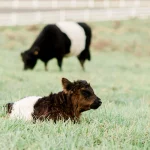 Four black and white Belted Galloway calves are in a green field with a white fence in the background. One calf is lying down in the foreground, while the other three are grazing or standing in the grass. Fearrington Village