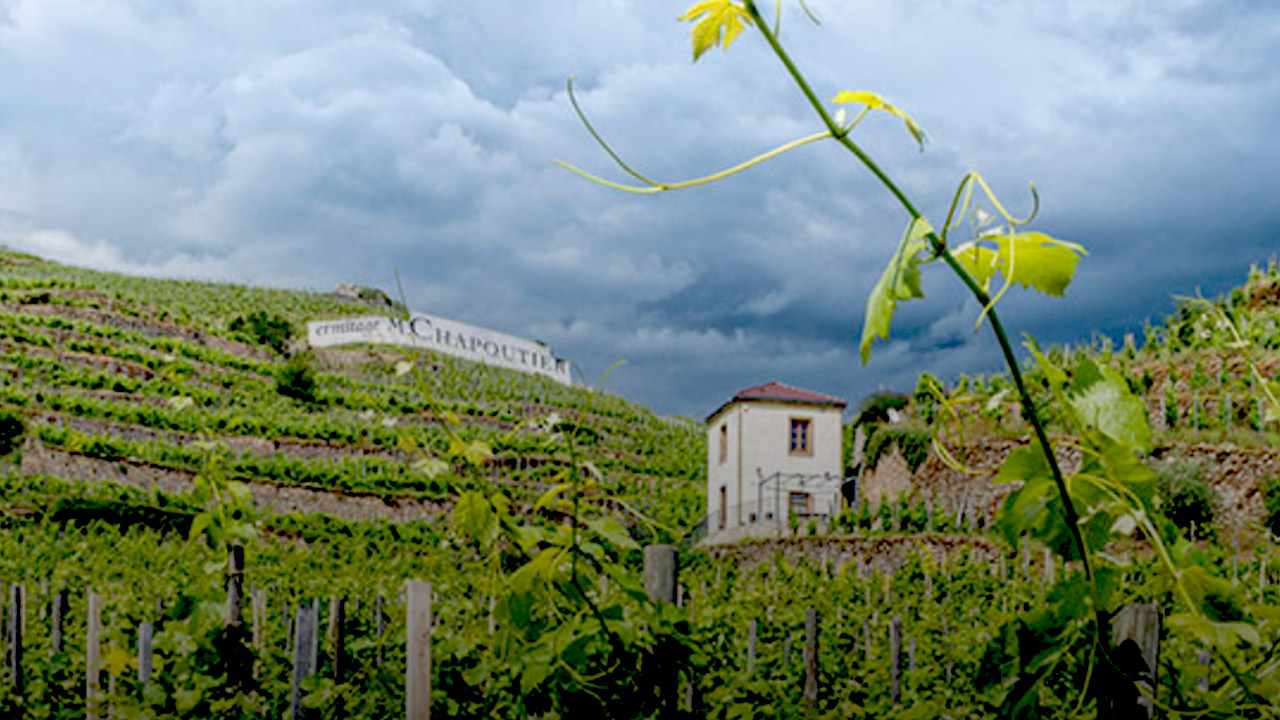 A lush vineyard with rows of grapevines climbs terraced hills under a dramatic, cloudy sky. In the background, a building labeled "Chapoutier" and a small house are nestled among the vines. A tall vine with yellow leaves stands prominently in the foreground. Fearrington Village