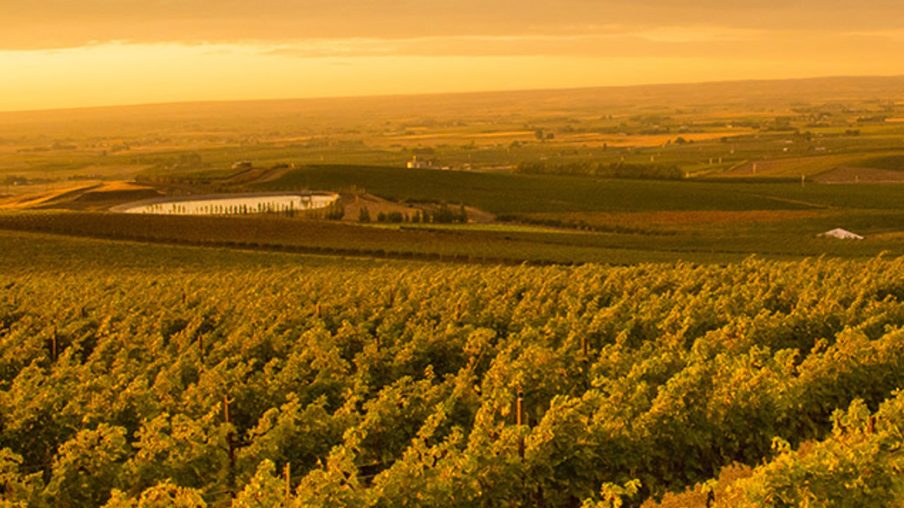 Free Wine Tasting - L’Ecole N° 41 7 A landscape scene at dusk features expansive vineyards bathed in a golden light. Rows of grapevines stretch towards the horizon under a clear sky with soft orange hues. In the background, rolling hills and distant farmlands are faintly visible. Fearrington Village