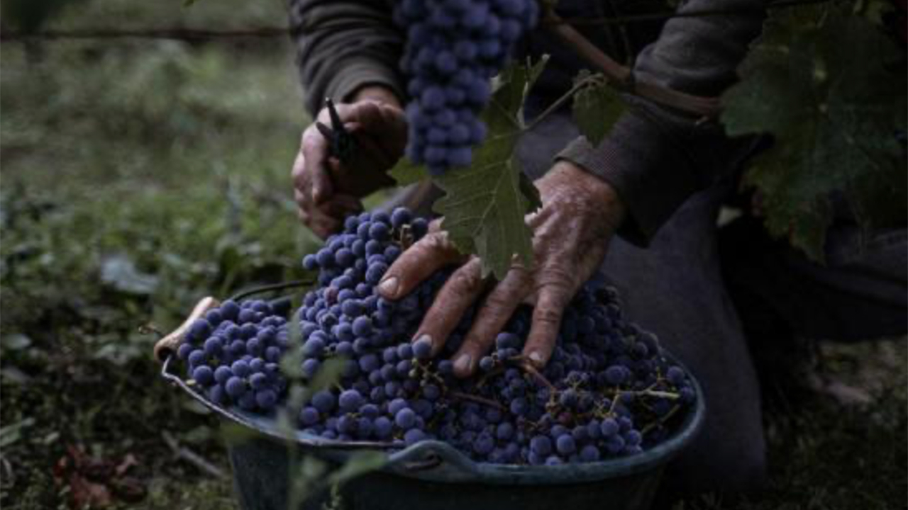 A person is harvesting ripe, purple grapes from a vine, placing them into a green bucket. The person's hands are visible, gently holding the grape bunches while cutting them with small shears. The background shows a blurred, green outdoor environment. Fearrington Village