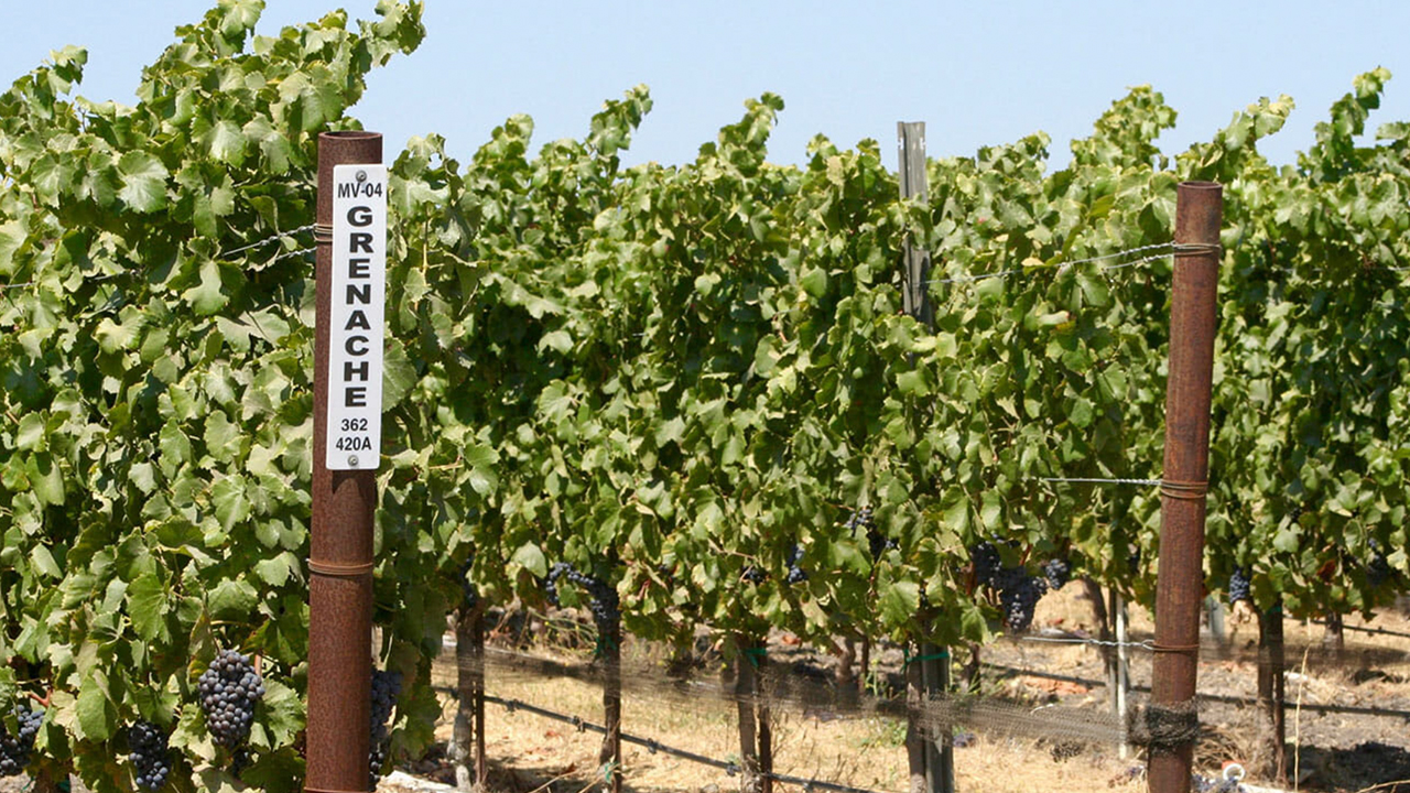 A vineyard with rows of lush green grapevines bearing dark grapes. A metal post with a sign reading "Grenache" marks the row. The ground beneath the vines is dry, and the sky is clear and blue. Fearrington Village