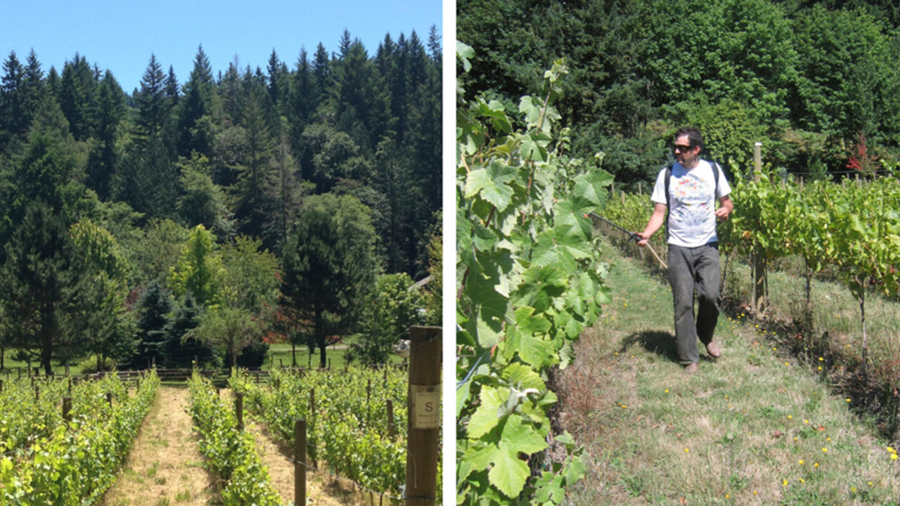 A split image shows a lush vineyard with rows of grapevines under a clear blue sky on the left, and a man walking through a vineyard, wearing sunglasses and casual clothing, on the right. Dense trees are visible in the background in both images. Fearrington Village