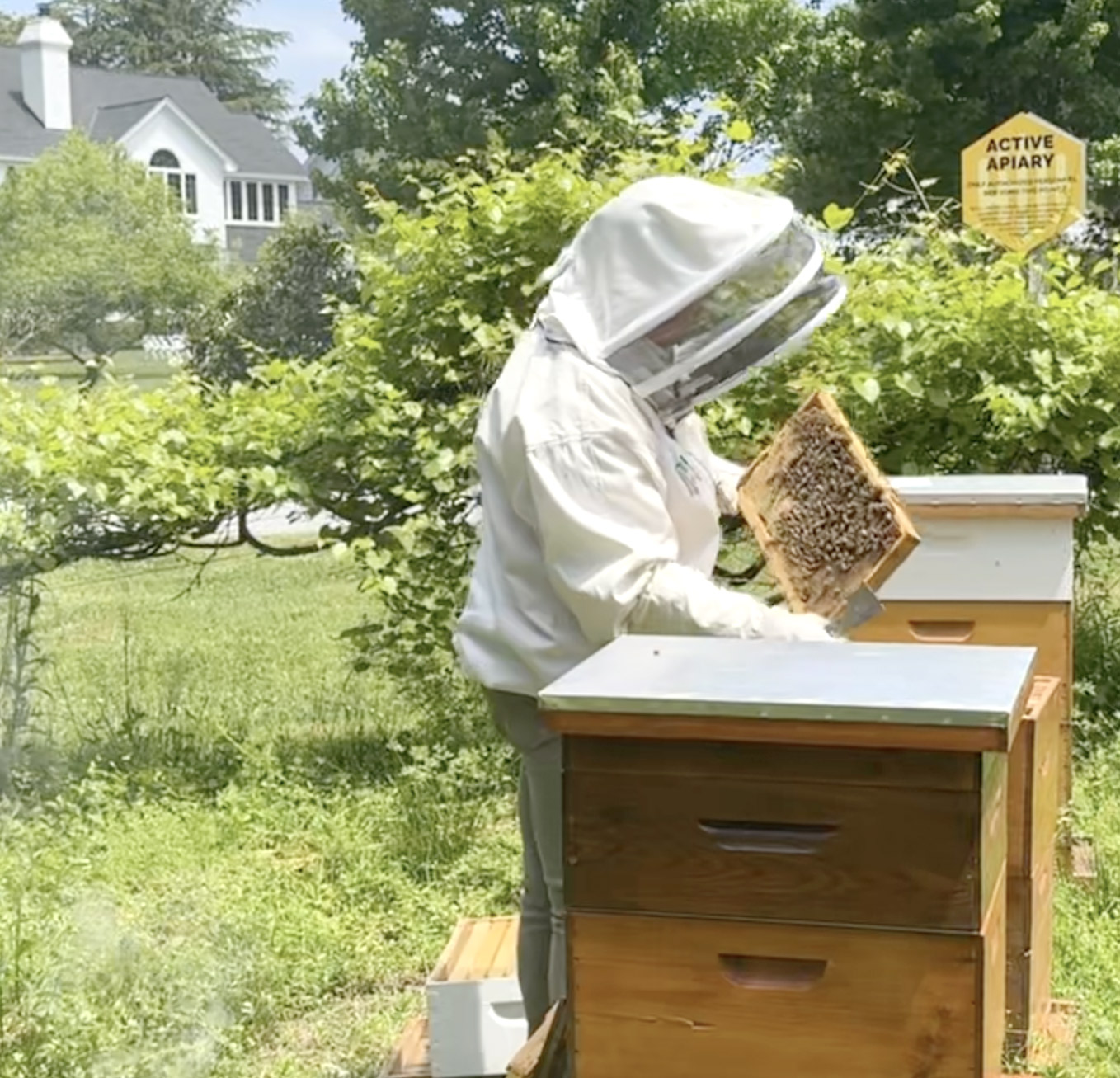 A person wearing protective beekeeping gear inspects a frame from a beehive in a grassy area. Nearby, there is a yellow sign that reads "Active Apiary." Trees and a house can be seen in the background. Fearrington Village