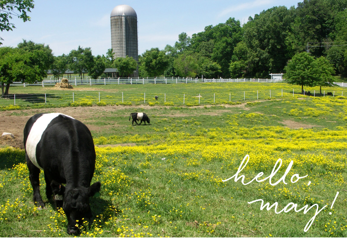 cows grazing in field captioned hello, may!