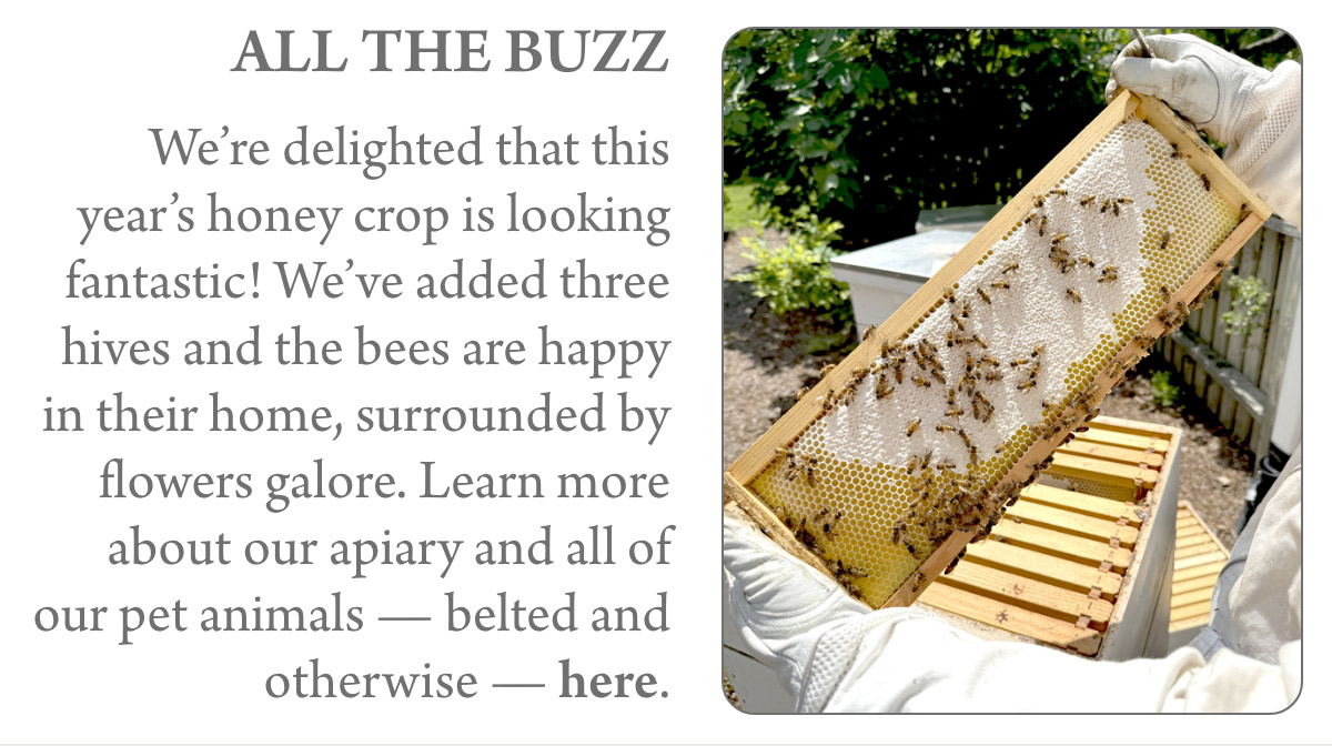 ALL THE BUZZ We’re delighted that this year’s honey crop is looking fantastic! We’ve added three hives and the bees are happy in their home, surrounded by flowers galore. Learn more about our apiary and all of our pet animals — belted and otherwise — here. 